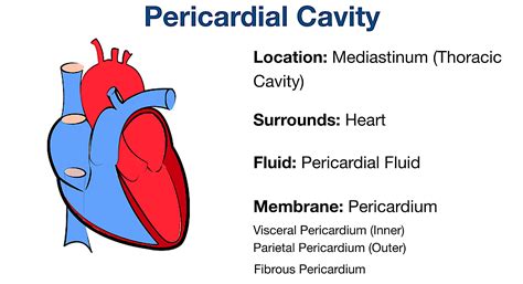 Body Cavities Labeled: Organs, Membranes, Definitions, Diagram, and ...