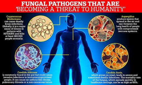 Fatal fungi:WHO releases list of dangerous fungal pathogens becoming ...