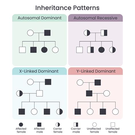 Four Types Of Inheritance Patterns | sexiezpix Web Porn