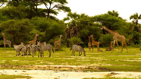 Tarangire National Park - Tanzania Well Kept Secret