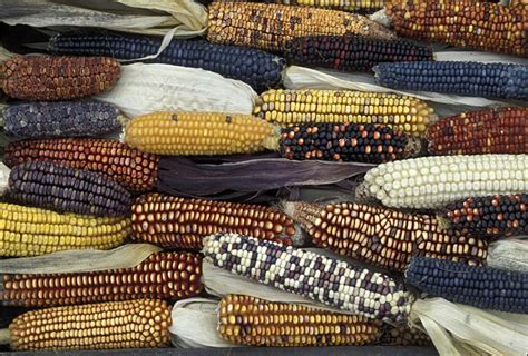 The Domestication of Maize in America