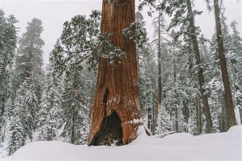 Everything You Need to Know Before Visiting Sequoia National Park in Winter - Live Like It's the ...