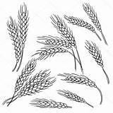 Wheat Coloring Pages  Coloring Home sketch template