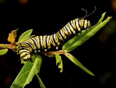 Monarch Caterpillar | Smithsonian Photo Contest | Smithsonian Magazine