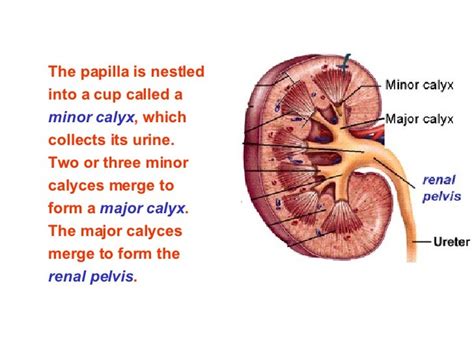 Urinary