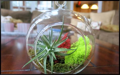 Air Plant Terrarium – Stephi Gardens