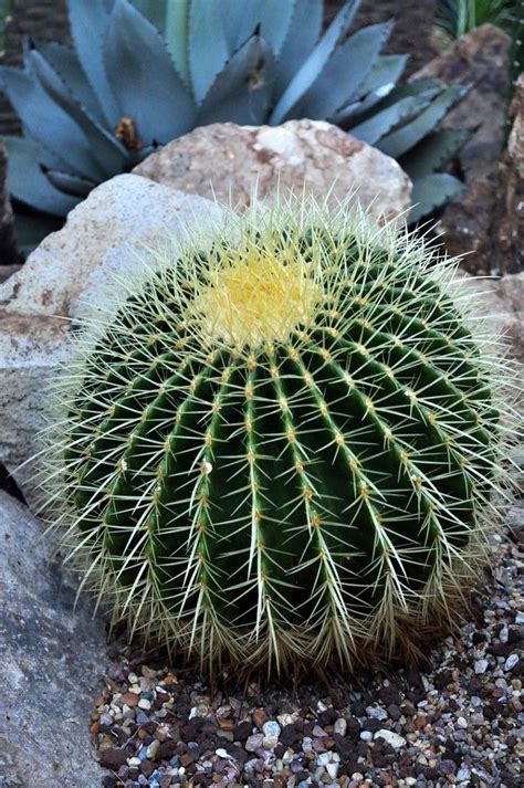 Caring For Barrel Cactus In The Garden – How To Grow Barrel Cactus ...