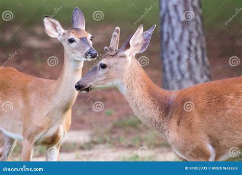 Male Whitetail Deer Late Summer Velvet Spike Stock Image - Image of ...