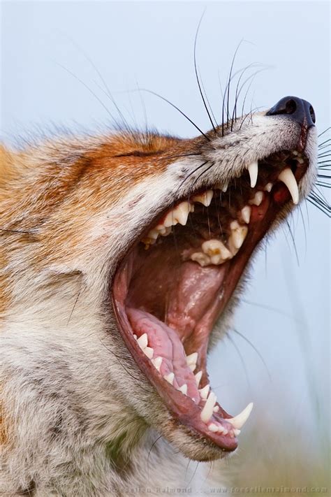 26. Fox Yawns | Roeselien Raimond Nature Photography