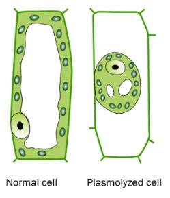 Plasmolysis : Mechanism, Stages & Types | Infinity Learn