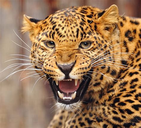 Jaguar Animal Stock Photos, Pictures & Royalty-Free Images - iStock