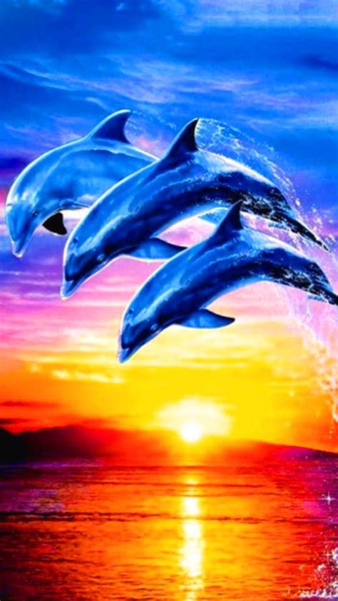 Beautiful Dolphin Sunset Wallpapers - 4k, HD Beautiful Dolphin Sunset Backgrounds on WallpaperBat