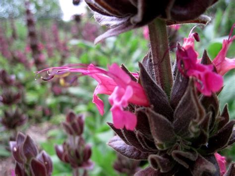 Hummingbird Sage, Hummingbird Sage, - plant photos | Garden companion planting, Hummingbird ...