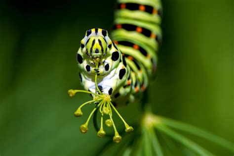 Caterpillar of the Old World Swallowtail Photograph by Torbjorn ...