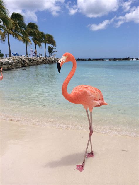 Flamingo Beach Wallpapers - Top Free Flamingo Beach Backgrounds - WallpaperAccess