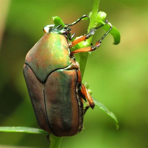 Can Beetles Damage My Trees? - North American Tree Service