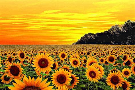 Download A Magnificent Yellow Sunflower Wallpaper | Wallpapers.com