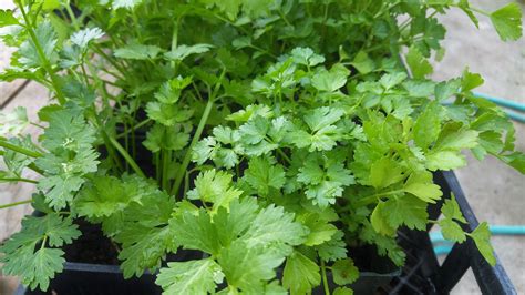 All about cilantro (coriander) - ErinNudi.com