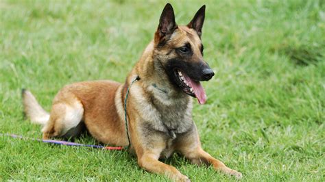 Meet the breed: Belgian Malinois – SheKnows