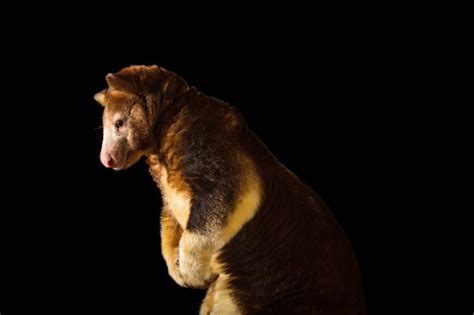 Endangered Matschie's Tree-Kangaroo (Dendrolagus matschiei) - Joel Sartore