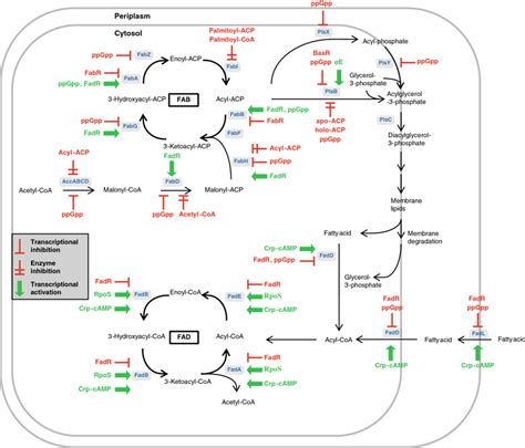 Regulation of the lipid metabolism. Activating compounds are colored... | Download Scientific ...