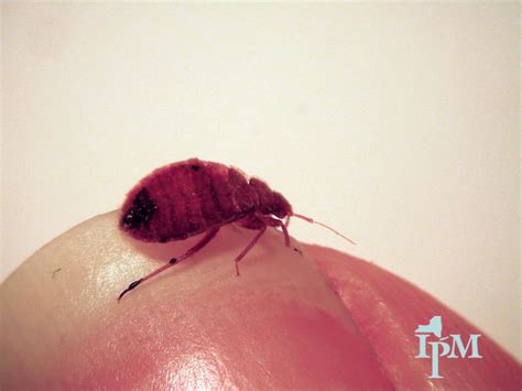 Bed bug on a fingertip | Want to know more? For more informa… | Flickr