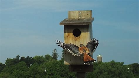 American Kestrel Nest Box - YouTube