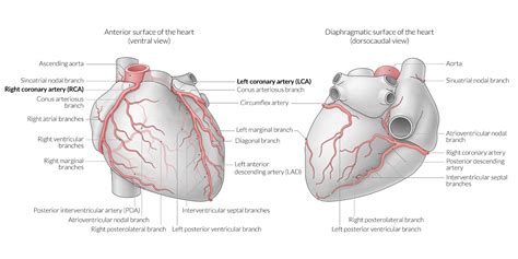 Anterior And Posterior Interventricular Sulcus : I Heart Anatomy I ...