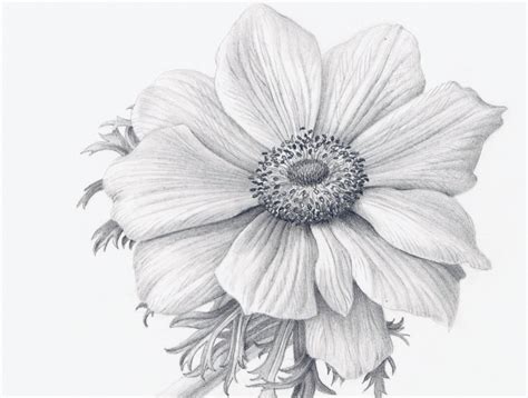 Hibiscus Pencil Drawing at GetDrawings | Free download