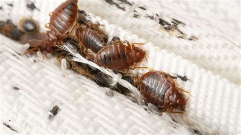 Complete Guide to Bed Bug Traps (+ 3 Best Ones in 2024!)