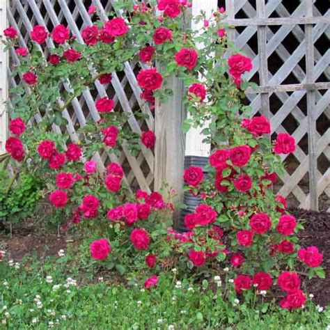 The Prettiest Climbing Roses For Your Fences & Walls