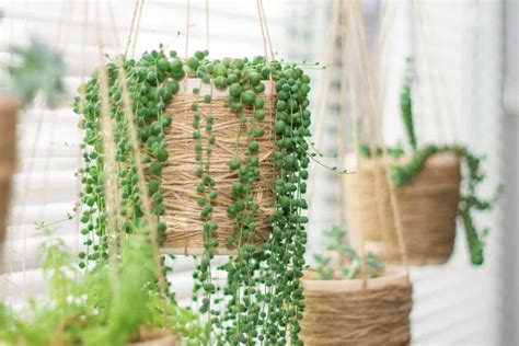 Indoor Hanging Succulents: Beginner-Friendly Varieties and How To Grow ...