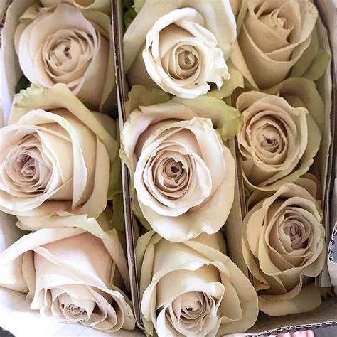 Sandy Roses, a beige - taupe colored rose. | Rose varieties, Grass wedding, Flower guide