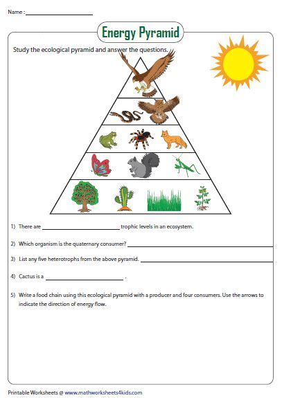 Energy Pyramid Worksheet | Energy pyramid, Ecological pyramid, Food ...