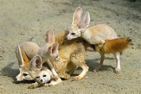 Fox Babies | Baby Foxes Are Called Kits - All Things Foxes