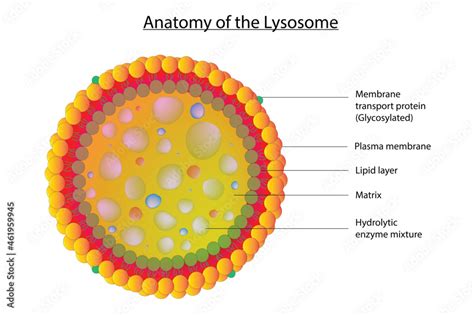 Biological illustration of lysosome (Structure of cell lysosome) Stock ...