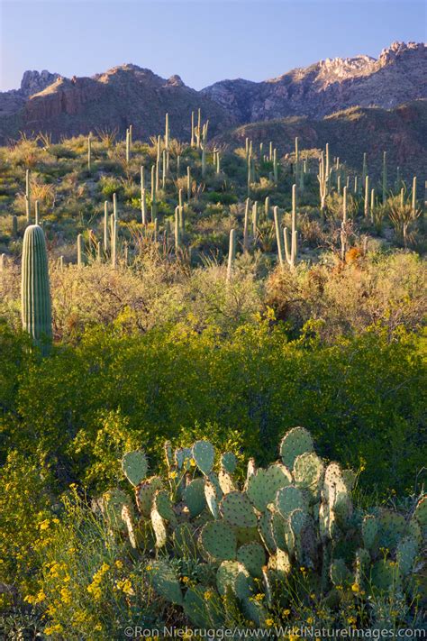 Sabino Canyon Recreation Area | Photos by Ron Niebrugge