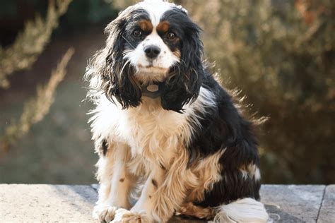 The Mini Cocker Spaniel: Everything You Need to Know