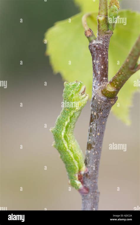 Larva de la polilla geómetra esmeralda Fotografía de stock - Alamy