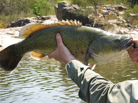 Fish Index: Murray Cod (Maccullochella peelii peelii)