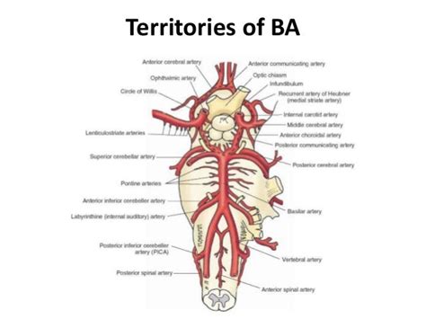 Basilar artery occlusion