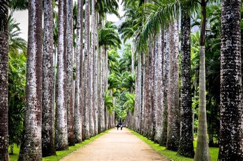 Visit Ancient Rio de Janeiro Botanical Garden in Brazil - Places To See ...