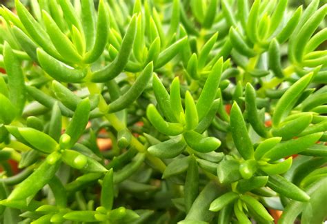 Crassula Tetragona | InStyle Succulents