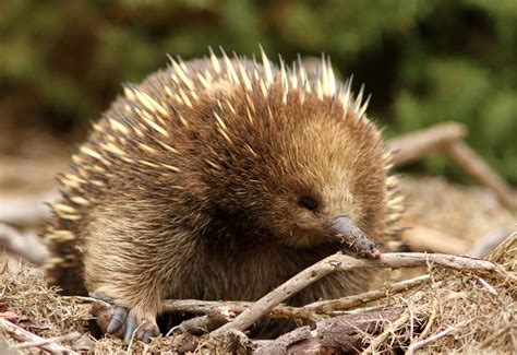 The Creature Feature: 10 Fun Facts About the Echidna | WIRED