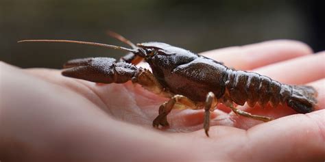 ‘Ark’ site created to protect endangered UK crayfish | indy100