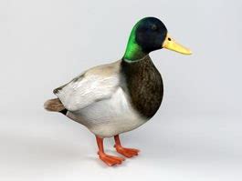 Duck 3D Models Free Download - CadNav