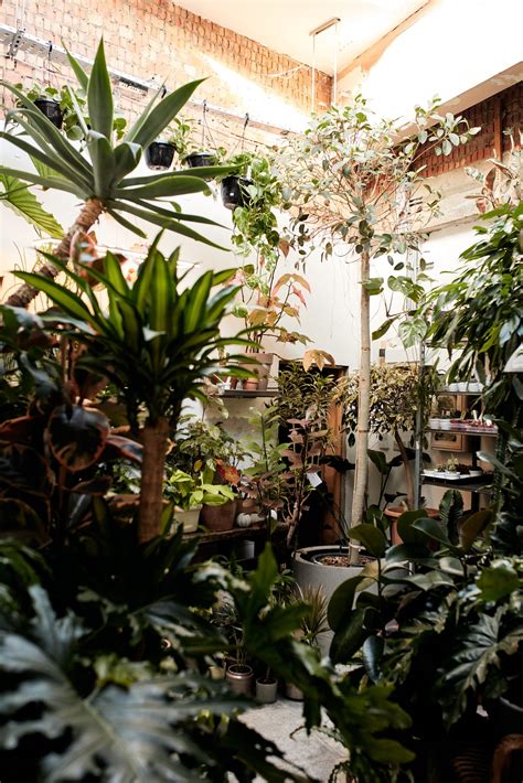 Conservatory Archives on how to freshen up your house plants