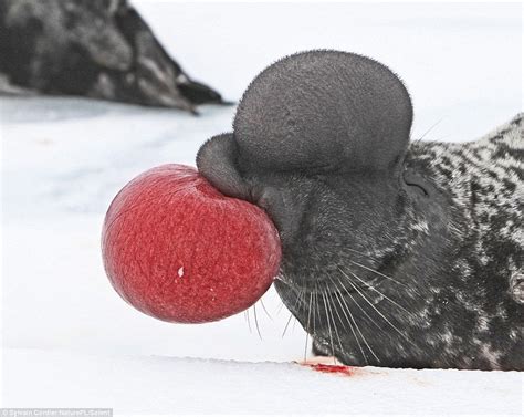 A hooded seal inflating its own nose. | Unusual animals, Paper animals, Wildlife photography