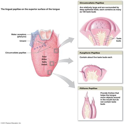 Human Tongue Taste Papillae And Their Afferent Nerve