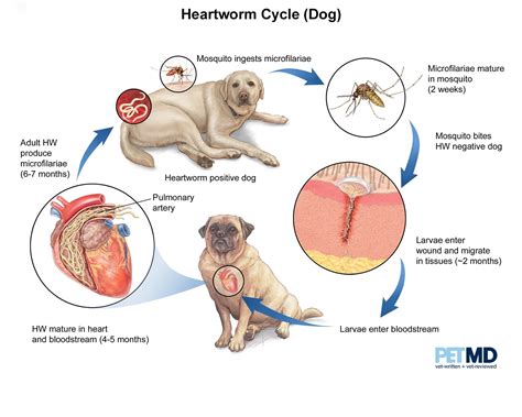 Heartworm Disease in Dogs | PetMD